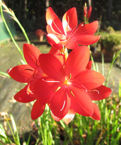 Hesperantha coccinea 'Major'